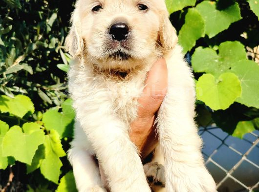 Baby Face Golden Yavruları görsel