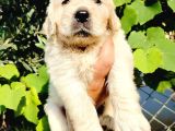 Baby Face Golden Yavruları
