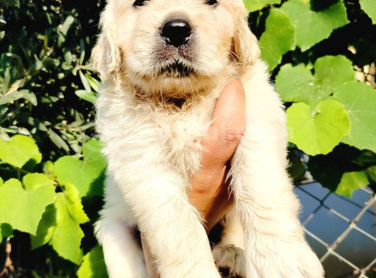 Baby Face Golden Yavruları görsel