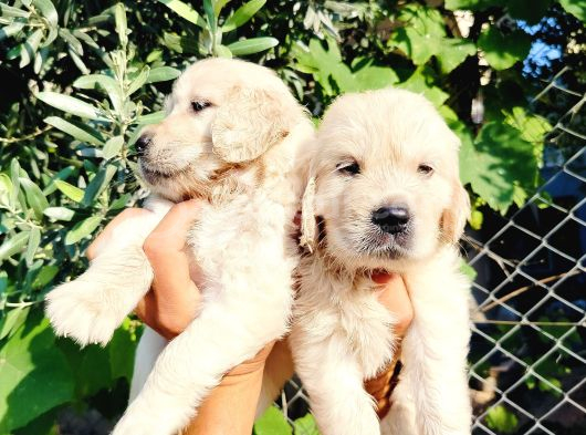 Baby Face Golden Yavruları görsel