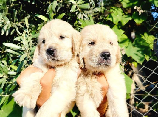 Baby Face Golden Yavruları