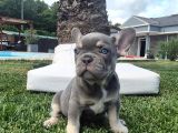Efsane French Bulldog Yavrulari İstanbul