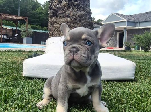 Efsane French Bulldog Yavrulari İstanbul görsel