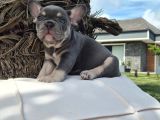 Efsane French Bulldog Yavrulari İstanbul
