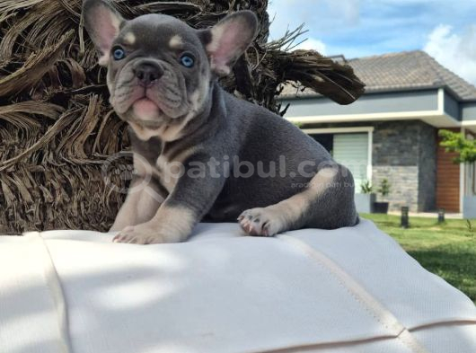 Efsane French Bulldog Yavrulari İstanbul görsel