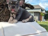 Efsane French Bulldog Yavrulari İstanbul