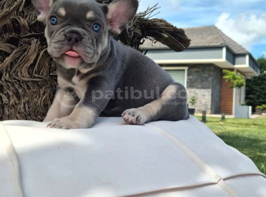 Efsane French Bulldog Yavrulari İstanbul görsel