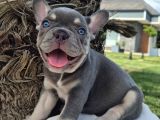 Efsane French Bulldog Yavrulari İstanbul
