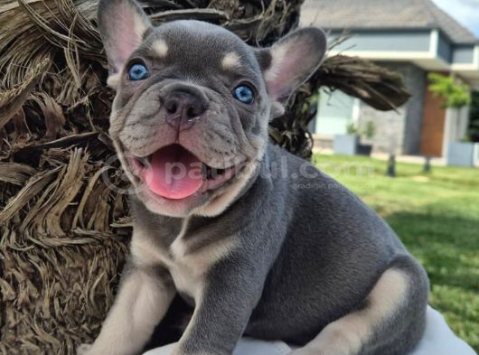 EFSANE FRENCH BULLDOG YAVRULARI İSTANBUL