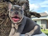 Efsane French Bulldog Yavrulari İstanbul