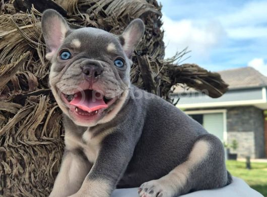Efsane French Bulldog Yavrulari İstanbul görsel