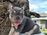 Efsane French Bulldog Yavrulari İstanbul