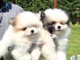 Tea Cup Pomeranian Boo Yavruları Istanbul