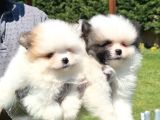 Tea Cup Pomeranian Boo Yavruları Istanbul
