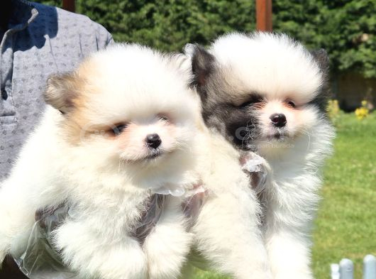 Tea Cup Pomeranian Boo Yavruları Istanbul görsel