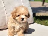 Tea Cup Çok Özel Malti̇poo Yavrulari̇