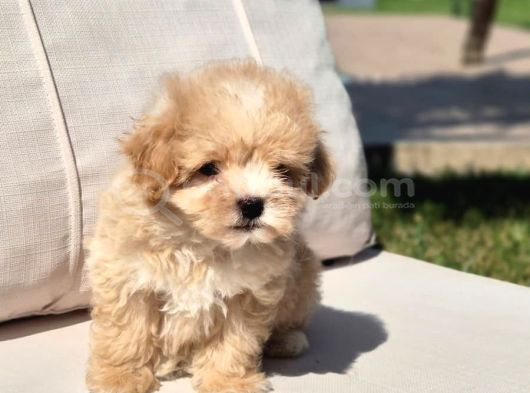 TEA CUP ÇOK ÖZEL MALTİPOO YAVRULARİ