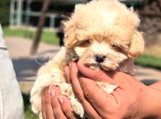 Tea Cup Çok Özel Malti̇poo Yavrulari̇ görsel