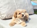 Tea Cup Çok Özel Malti̇poo Yavrulari̇