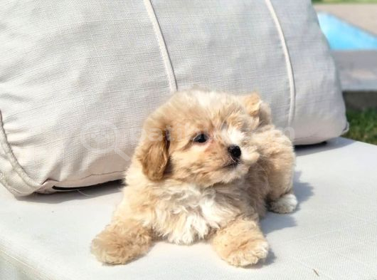 Tea Cup Çok Özel Malti̇poo Yavrulari̇ görsel