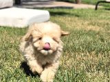 Orji̇nal Tea Cup Malti̇poo Yavrulari̇ Daha Güzeli̇ Yok