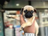 Smah Burger  Surat Pug Mops Yavrular