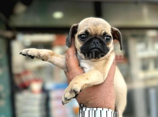 Smah Burger  Surat Pug Mops Yavrular görsel