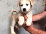 Ruhsatlı çiftlik sibirya kurdu husky yavrular
