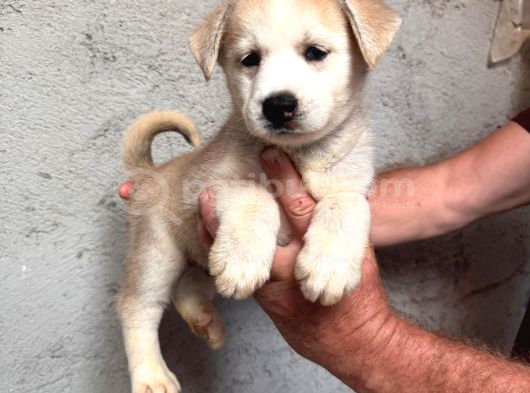 Ruhsatlı Çiftlik Sibirya Kurdu Husky Yavrular