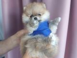 Pomeranian Boo Ayı Surat Orange