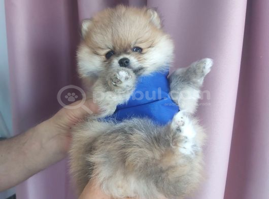 Pomeranian Boo Ayı Surat Orange görsel