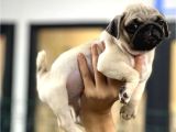 Smah Burger  SURAT PUG MOPS YAVRULAR