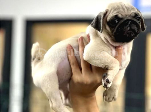 Smah Burger  Surat Pug Mops Yavrular