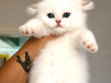 Karbeyaz Golden Point