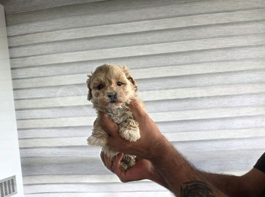 Tuvalet Eğitimli Minyatür Maltipoo Çocuklar görsel