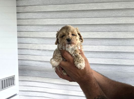 Tuvalet Eğitimli Minyatür Maltipoo Çocuklar görsel