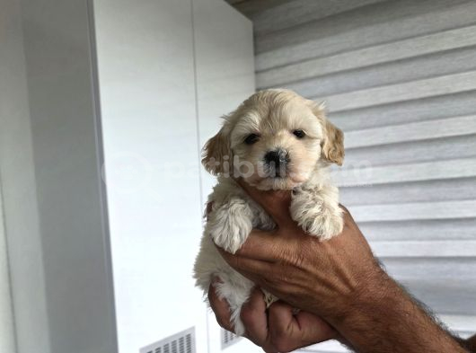 Tuvalet Eğitimli Minyatür Maltipoo Çocuklar görsel