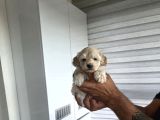 Tuvalet Eğitimli Minyatür Maltipoo Çocuklar