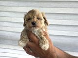 Tuvalet eğitimli minyatür Maltipoo çocuklar