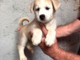 Ruhsatlı Çiftlik Sibirya Kurdu Husky Yavrular