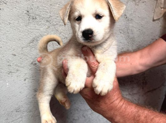 Ruhsatlı Çiftlik Sibirya Kurdu Husky Yavrular görsel