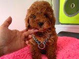 Ruhsatlı Çiftligimizden Kaliteli Safkan Poodle Bebekleri