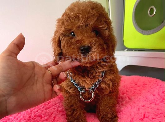 Ruhsatlı Çiftligimizden Kaliteli Safkan Poodle Bebekleri görsel