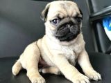 Smah Burger  Surat Pug Mops Yavrular
