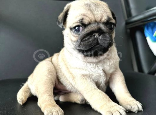 Smah Burger  Surat Pug Mops Yavrular görsel
