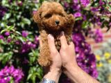 Mini - Teacup Poodle