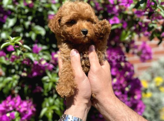 Mini - Teacup Poodle görsel