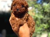 Ultra Kaliteli Poodle Yavrular