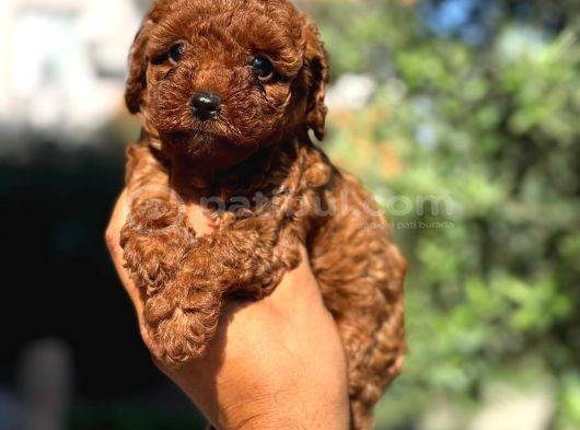 Ultra Kaliteli Poodle Yavrular görsel