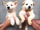 Ruhsatlı Çiftlik Sibirya Kurdu Husky Yavrular